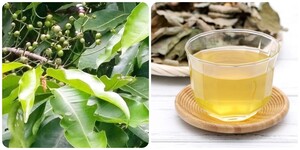 Nước vối tốt cho sức khỏe nhưng những người này nên hạn chế uống