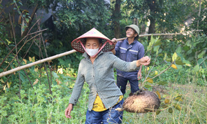 Săn trứng kiến trong rừng, kiếm tiền triệu mỗi ngày