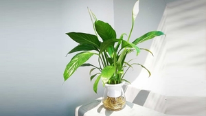 6 cây cảnh mini dễ chăm, phù hợp với căn hộ nhỏ 