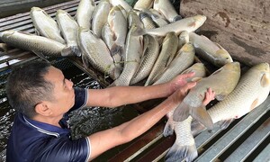 Cá lồng chết hàng loạt trên sông Lam: Đề nghị tỉnh làm rõ nguyên nhân