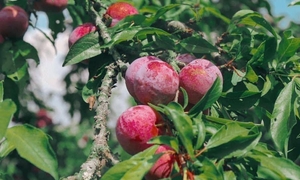 Chuyên gia khuyến cáo số lượng mận tối đa nên ăn mỗi ngày để không hại thận