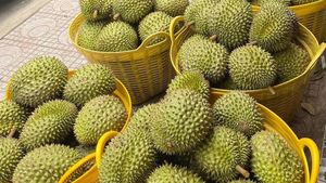 Sầu riêng rớt giá, nhà vườn mang ra vỉa hè bán lẻ