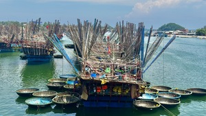 Ngư dân Quảng Ngãi 'thắng lớn' nhờ mực xà chạm giá kỷ lục