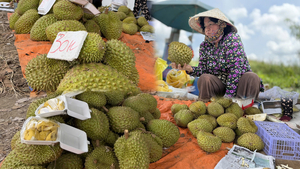 Giá lao dốc, 'thủ phủ' sầu riêng Cần Thơ ngập cảnh bán lề đường
