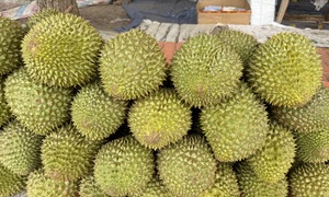 Giá sầu riêng Ri6 bật tăng trở lại