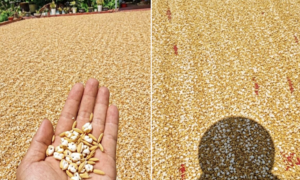 Bức ảnh trời nóng đến mức thóc phơi nổ thành bỏng: Chuyên gia lên tiếng