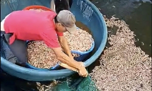 Phát hiện 8 túi lạ dưới đáy ao, công an điều tra vụ tôm chết hàng loạt