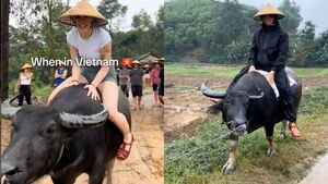 Du khách Tây đua nhau chia sẻ về trải nghiệm cưỡi trâu ở Việt Nam