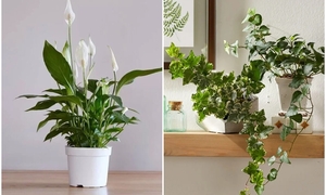 7 loại cây hút ẩm tốt thích hợp đặt trong phòng tắm 