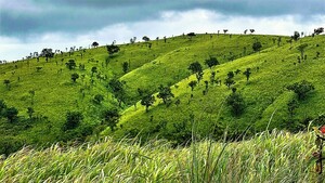 Vây bắt nghi phạm nổ súng giết người rồi trốn vào rừng giáp ranh Gia Lai