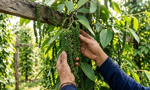 Cách chăm sóc hồ tiêu giai đoạn nuôi trái