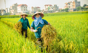 Giá lúa gạo hôm nay 23/6: Trong nước đi ngang, xuất khẩu vẫn ở mức cao