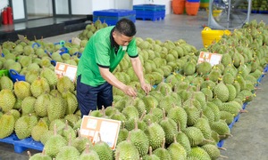 Gỡ nút thắt kiểm nghiệm để giữ thị trường tỷ đô cho sầu riêng Việt