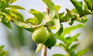Uống nước lá ổi thay thuốc, người đàn ông Hà Nội có đường huyết tăng gấp đôi