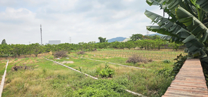 Quảng Ninh: 317 hồ sơ chuyển từ đất nông nghiệp sang đất ở, phường giải trình thế nào?