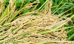 Giá lúa gạo hôm nay 21/7: Gạo nguyên liệu xuất khẩu CL 555 tăng, lúa ổn định