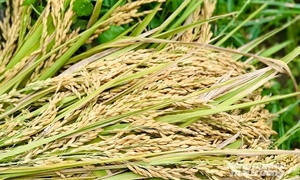 Giá lúa gạo hôm nay 21/7: Gạo nguyên liệu xuất khẩu CL 555 tăng, lúa ổn định