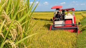  Giống lúa Việt Nam gây kinh ngạc ở Cuba: Chỉ bón 1/3 phân, năng suất gấp 3 lần