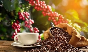 Giá cà phê hôm nay 29/7: Robusta và Arabica lên cao nhất 2 tuần