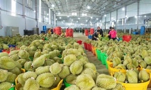 Đề xuất tháo gỡ thủ tục mã số vùng trồng, DN sầu riêng như ‘trút gánh nặng’