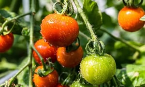 Vì sao nên dùng sữa chua để bón cho cây cà chua?