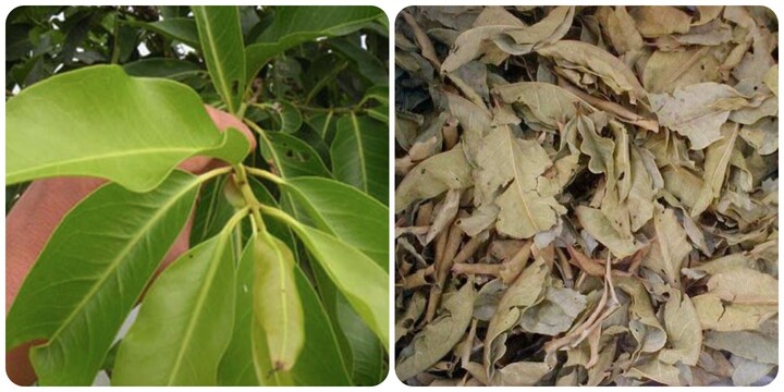 Uống nước lá vối tươi hay vối khô tốt hơn?