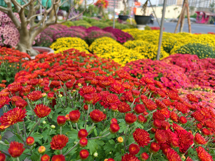 Hoa kiểng Tết đổ về TP.HCM dù mới Noel