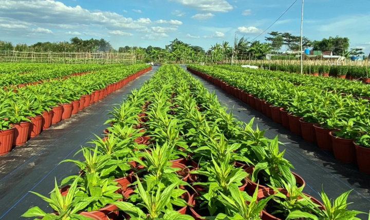 TP.HCM sửa bảng giá đất nông nghiệp, tăng hơn gấp đôi bảng giá vừa lấy ý kiến