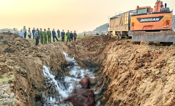 Tiêu huỷ 13 con trâu nhiễm lở mồm long móng suýt bị đưa đi tiêu thụ dịp Tết