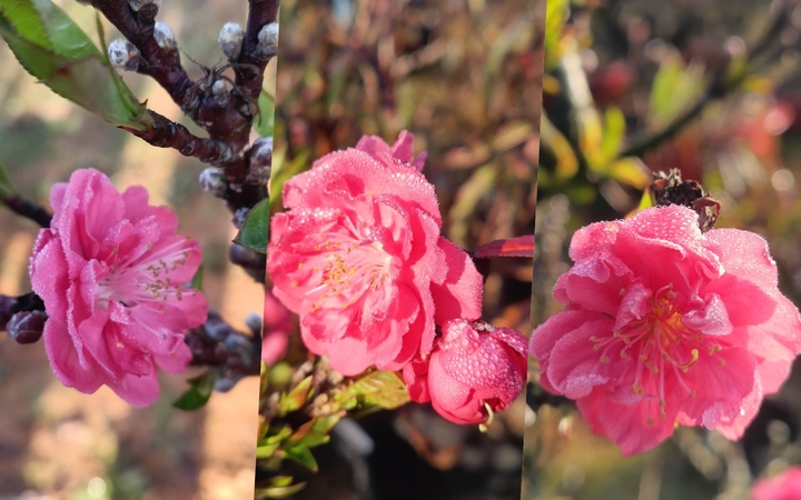 Đào thất thốn đắt đỏ nở sớm, người trồng như "ngồi trên lửa"