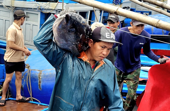 Cá ngừ đại dương trúng mùa, ngư dân Đắk Lắk thu lãi trước Tết