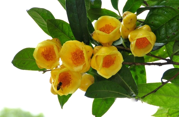 Trà hoa vàng ra mắt Hội chợ Mùa Xuân: Từ bản làng nhỏ bé đến kỳ vọng vươn xa