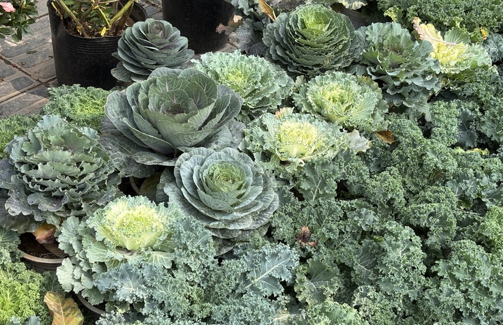 Độc lạ rau cải được hô biến thành cây cảnh chơi Tết