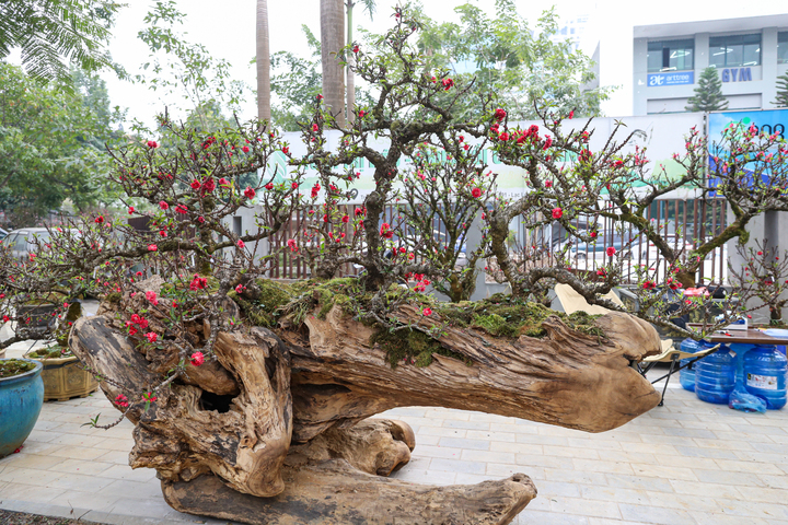 Độc lạ cặp đào thất thốn leo gỗ hoàng đàn giá gần 1 tỷ đồng