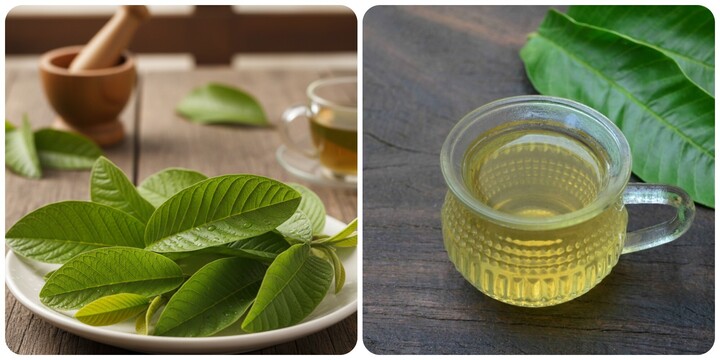 Uống nước lá ổi hàng ngày có tác dụng gì?