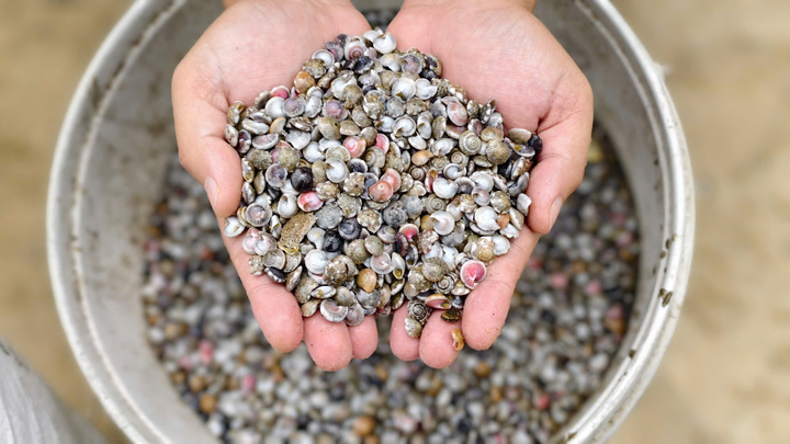 Cào ốc gạo ở vùng biển gần bờ, ngư dân Quảng Ngãi "bỏ túi" bạc triệu