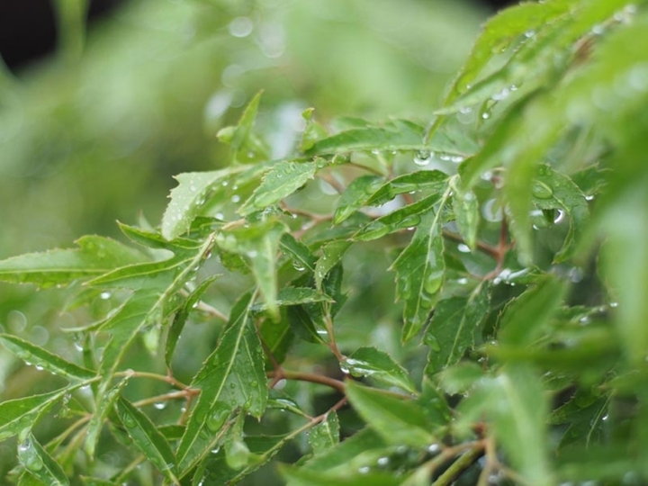 Bài thuốc từ cây đinh lăng