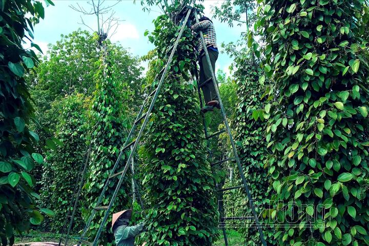 "Đỏ mắt" tìm nhân công hái hồ tiêu ở Đắk Lắk, trái chín rụng đầy vườn