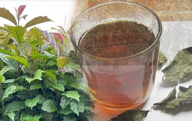 Uống nước xạ đen hàng ngày có tốt?