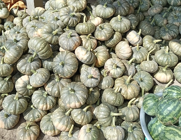 Hàng trăm tấn bí đỏ quá lứa chờ thu hoạch, Hội Nông dân Cà Mau kêu gọi giải cứu