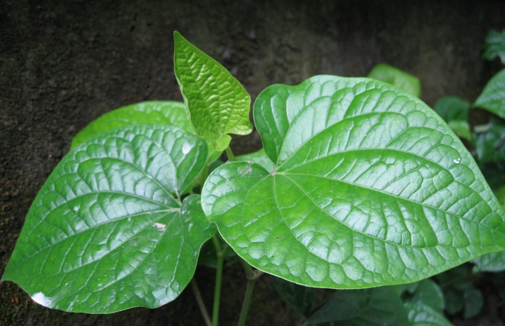 8 bài thuốc dân gian từ lá lốt