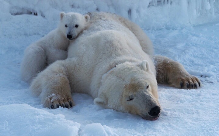 Vì sao gấu Bắc Cực vẫn phát triển khỏe mạnh bất chấp băng tan?