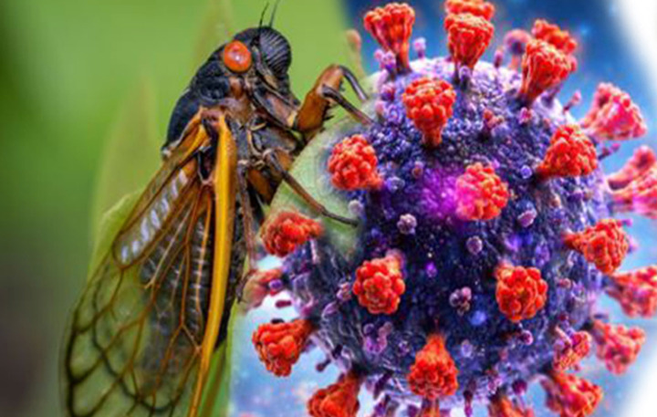 Triệu chứng mắc COVID-19 biến thể "Ve sầu" BA.3.2