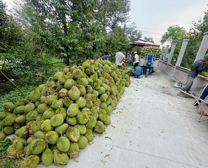 Sầu riêng giảm giá sâu, thương lái thu mua ồ ạt, nhà vườn neo cây chờ giá