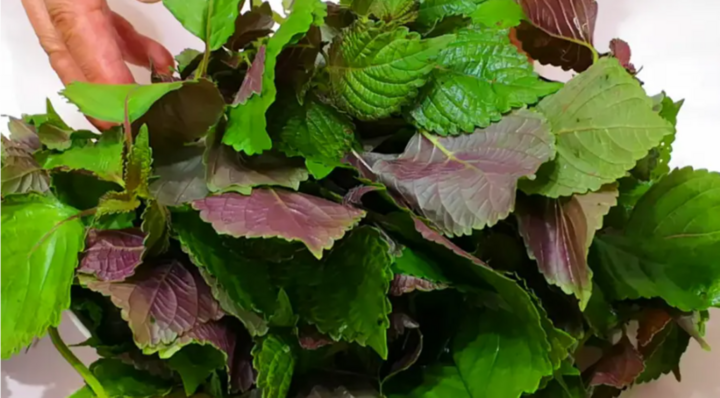 3 nhóm người không nên ăn nhiều lá tía tô