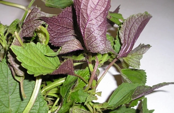 Uống nước lá tía tô có tác dụng gì?