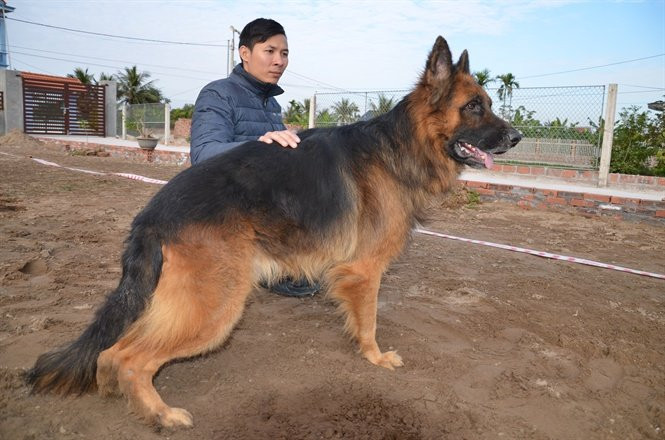 Chuyên gia huấn luyện bật mí bí mật không ngờ tại sao chó cắn chủ - 5