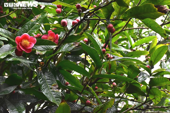 Hoa hải đường mang đến sự vui tươi, ấm cúng, gắn bó và hòa thuận giữa các thành viên trong gia đình. (Ảnh minh họa)
