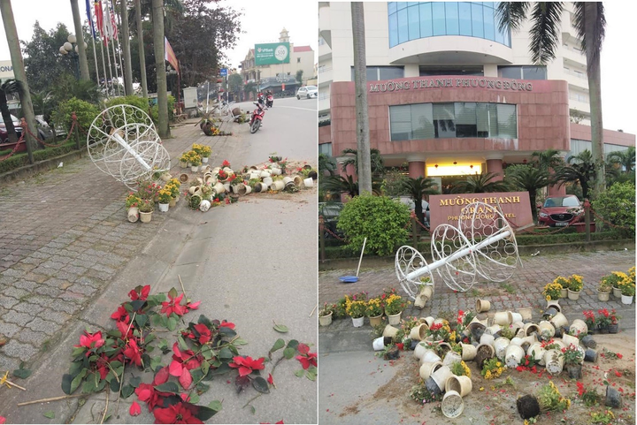 Hàng chục chậu hoa, cây cảnh trang trí Tết bị kẻ xấu phá hoại - 1