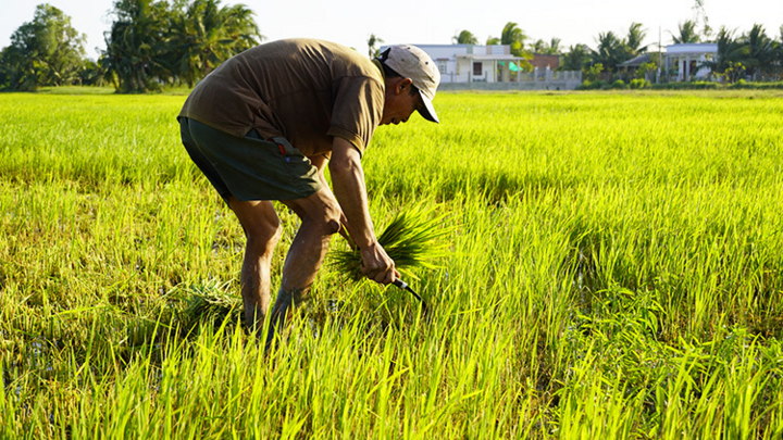 Hồ trữ nước ngọt lớn nhất miền Tây nhiễm mặn, dân mua nước giá 80 nghìn đồng/m3 - 2